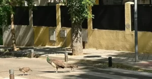 Un pavo real adulto con sus dos polluelos cruzando, como marca la normativa, por los pasos para 'pavos' (como animales muy bien educados que son).